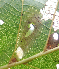 Phyllonorycter froelichiella