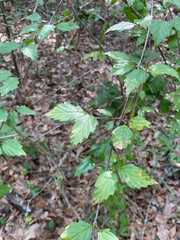 Viburnum scabrellum
