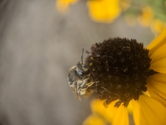 Colletes simulans armatus