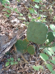 Opuntia humifusa