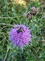 Eriothrix rufomaculata