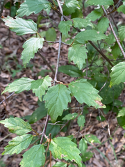 Viburnum scabrellum