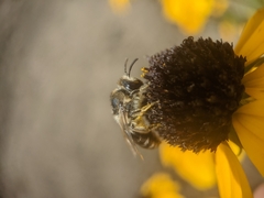 Colletes simulans armatus