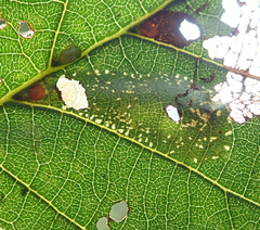 Phyllonorycter froelichiella