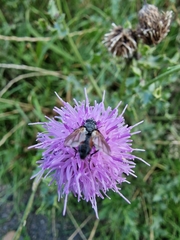 Eriothrix rufomaculata