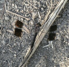 Brachythemis leucosticta