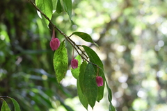 Drymonia conchocalyx