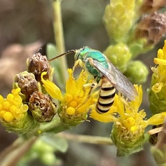 Agapostemon melliventris