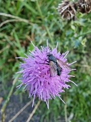 Eriothrix rufomaculata