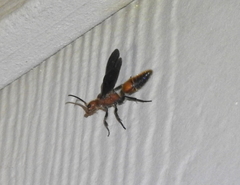 Sphaeropthalma boweri