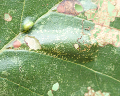 Phyllonorycter froelichiella