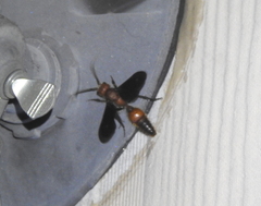 Sphaeropthalma boweri