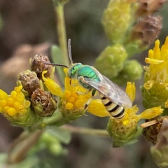 Agapostemon melliventris