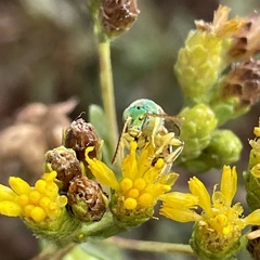 Agapostemon melliventris
