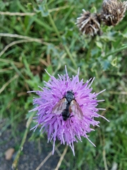 Eriothrix rufomaculata