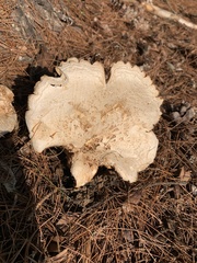 Bondarzewia berkeleyi