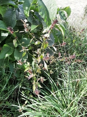 Galeopsis