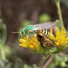 Agapostemon melliventris