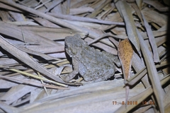 Phrynoidis asper