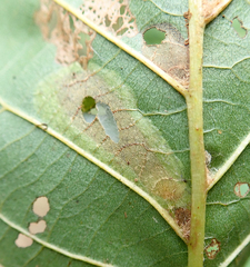 Phyllonorycter froelichiella