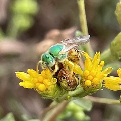Agapostemon melliventris