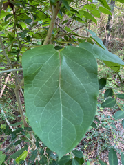 Gonolobus suberosus