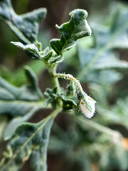 Solanum triflorum