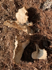 Bondarzewia berkeleyi