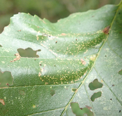 Phyllonorycter froelichiella