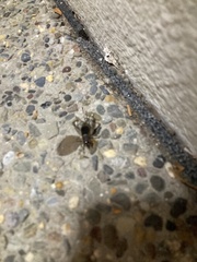 Eunemobius carolinus