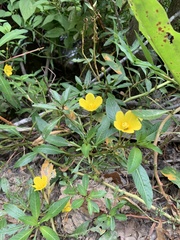 Ludwigia hexapetala