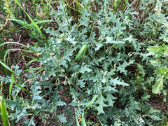 Solanum triflorum