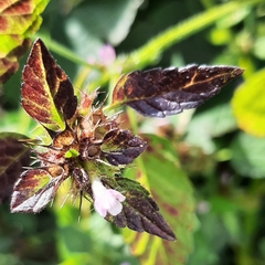 Galeopsis