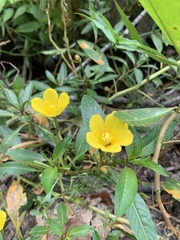 Ludwigia hexapetala