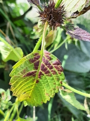 Galeopsis