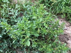Amaranthus albus