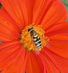 Syrphus opinator