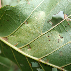 Phyllonorycter froelichiella
