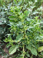 Amaranthus albus