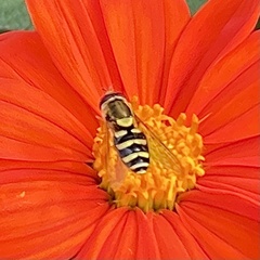 Syrphus opinator