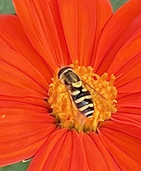 Syrphus opinator