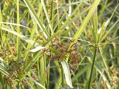 Cyperus sexangularis