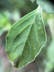 Amaranthus albus