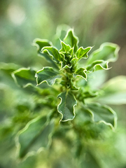Amaranthus albus