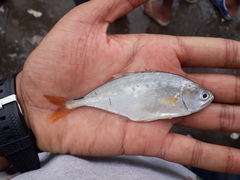Scomberoides