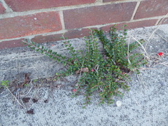 Cotoneaster horizontalis