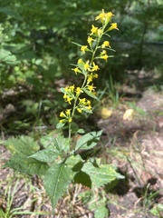 Solidago flexicaulis