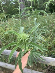 Helianthus maximiliani