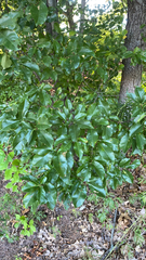 Quercus imbricaria