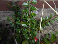 Cotoneaster horizontalis